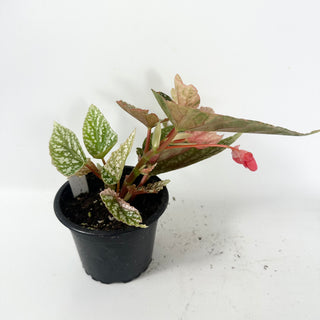 Begonia 'Snow Capped' (Variegated) [#2496]