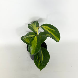 Hoya diversifolia (inner variegated) [#2318]