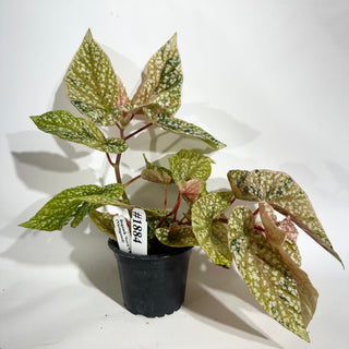Begonia 'Snow Capped' (Variegated) [#1884]