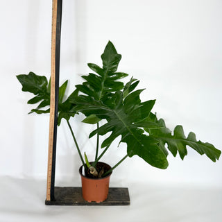 Philodendron ‘Steve’s Leaves Chainsaw’ [#1089]