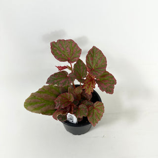 Begonia "Crazy Pink" [#1987]