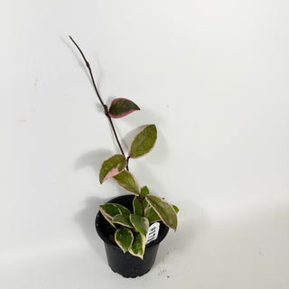 Hoya carnosa 'Purple Pride' [#1719]