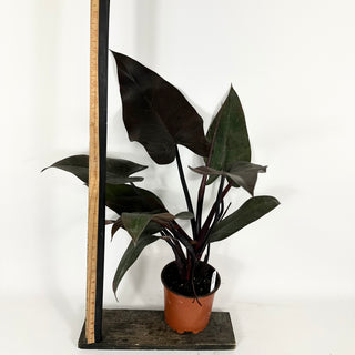 Philodendron 'Majesty' (Non-TC) [#2114]