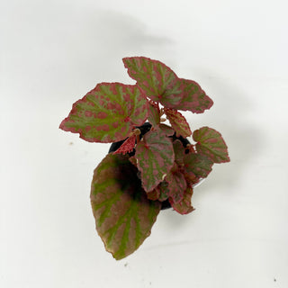 Begonia "Crazy Pink" [#1987]