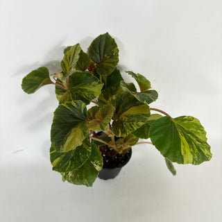 Begonia cucullata (variegated) [#2105]