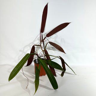 Philodendron bicolor (Non-TC) [#1960]
