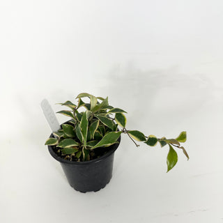 Hoya bakoensis (outer-variegated) [#2352]