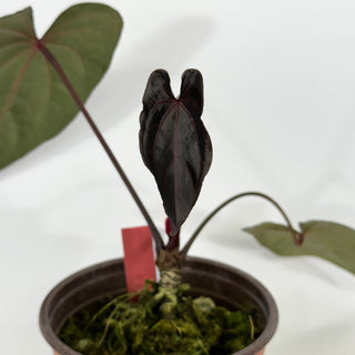 Anthurium 'Zara' x 'Amelia's Delight' [#1256]