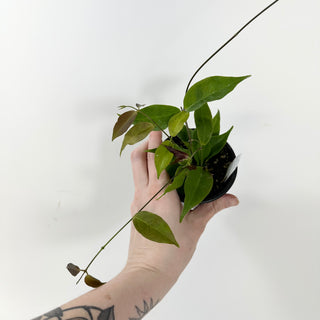 Hoya chloroleuca [#1630]