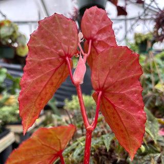 Begonia malachosticta