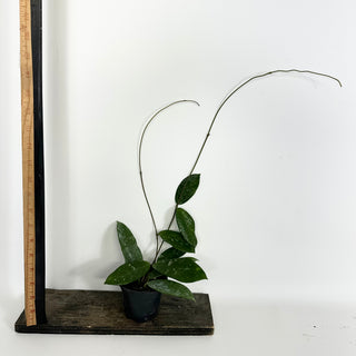 Hoya sp. Lai Chau (long leaf, splash)[#2119]