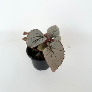 Begonia 'Rice Paper' [#2045]