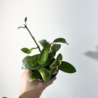 Hoya diversifolia albo-marginata [#2251]