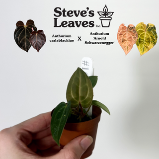 Anthurium carlablackiae x 'Arnold Schwarzenegger' - 2 Seedlings [#1658]