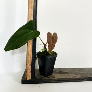 Anthurium indo portillae x papillilaminum SL #1 [#2082]
