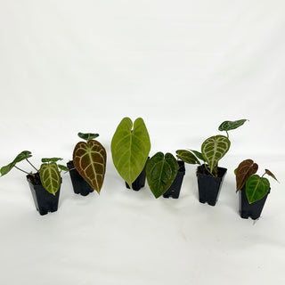 Mystery Anthurium 3 Pack