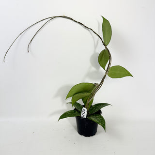 Hoya verticillata ksb silver [#2116]