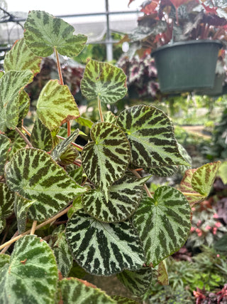 Begonia 'Silver Jewel'