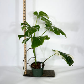 Monstera deliciosa var. borsigiana albo-variegata [#1489]