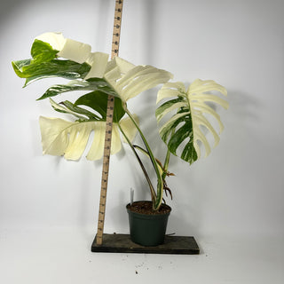 Monstera deliciosa var. borsigiana albo-variegata [#2350]