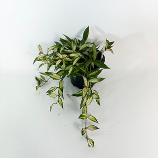 Hoya lacunosa variegata [#2179]