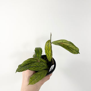 Hoya sp. Tanggamus [#1760]