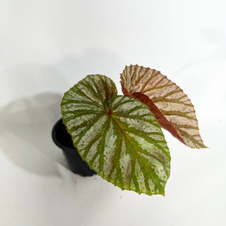 Begonia brevirimosa (Silver Form) [#1736]