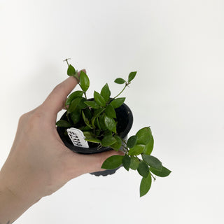 Hoya 'Mini Pixie' [#2319]