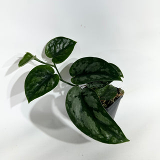 Z-5050 - Scindapsus pictus 'Black Mamba'