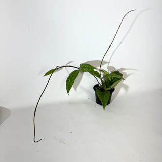 Hoya sp. Aceh Gayo Lues [#2138]