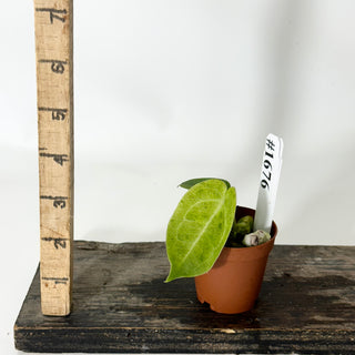 Anthurium Arnold Schwarzenegger' x 'Purple Yurple' [#1676]