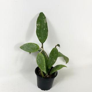 Hoya 'Stevo' (RHM 011-05)