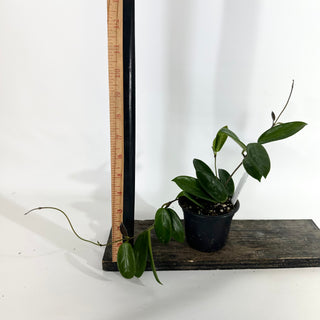 Z-5054 - Hoya vangviengiensis