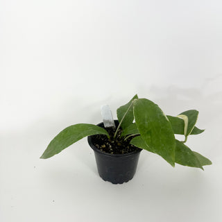 Hoya pimenteliana (outer variegated) [#2261]