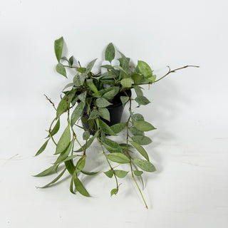 Hoya lacunosa 'Moonlight' [#2333]