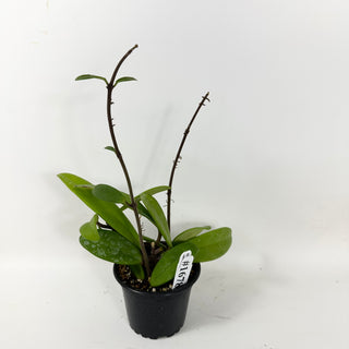 Hoya revolubilis [#1678]