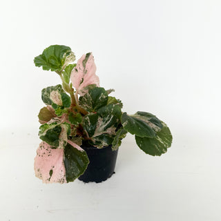 Begonia cucullata (variegated) "Pink Mint" [#2047]