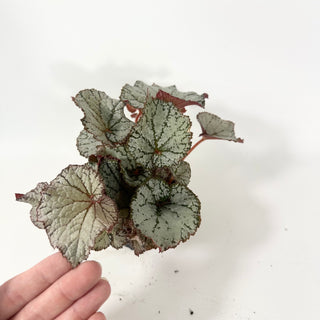 Begonia 'Desperado' [#2054]