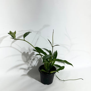 Hoya griffithii (Splash) [#1860]