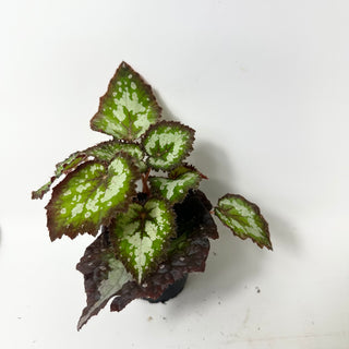 Begonia 'Randy MK2' [#2006]
