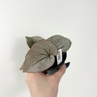 Begonia 'Rice Paper' [#1908]