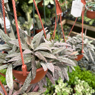 Hoya sigillatis