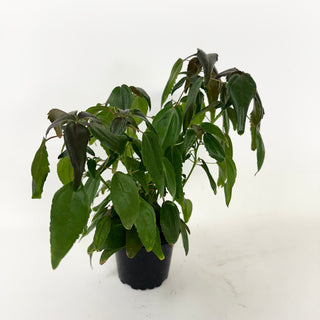 Acalypha 'Inferno'