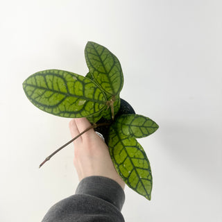 Hoya callistophylla 'Vena' [#1607]