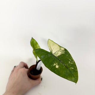 Z-5162 - Alocasia plumbae variegata (Black Stem)