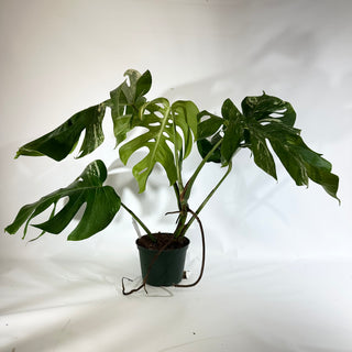 Monstera deliciosa var. borsigiana albo-variegata [#1852]