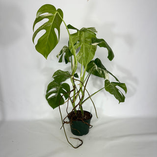 Monstera deliciosa var. borsigiana albo-variegata - 2 Plants [#1641]