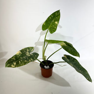 Philodendron 'Jose Buono' (Texas Form) [#1973]