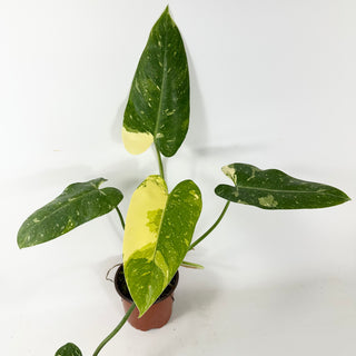 Philodendron 'Jose Buono' (Texas Form) [#2433]