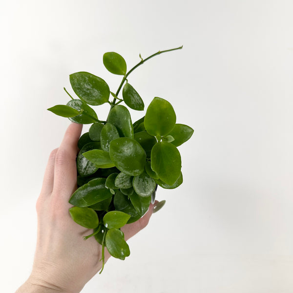 Hoya biakensis splash [#1843] – Steve's Leaves